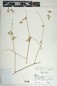 Alternanthera stellata image