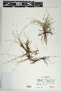 Eleocharis montevidensis image