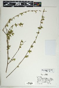 Anisacanthus thurberi image