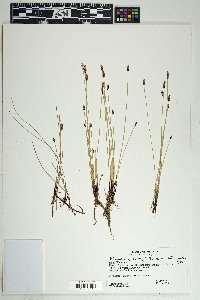 Eleocharis parishii image