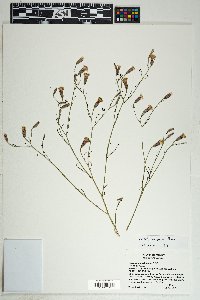 Porophyllum gracile image