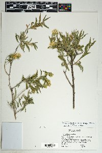 Trixis californica var. californica image