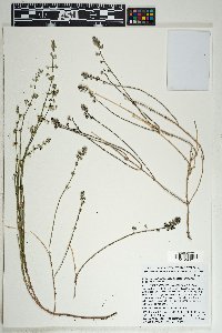 Galium angustifolium image