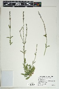 Verbena xylopoda image