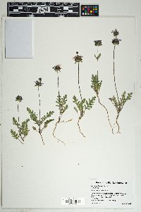 Salvia columbariae image