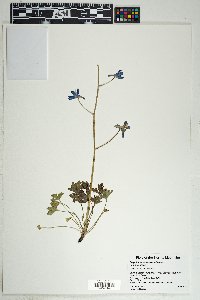 Delphinium scaposum image