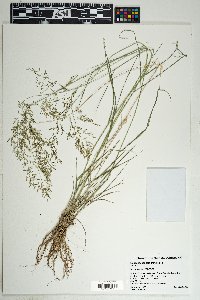 Eragrostis lehmanniana image