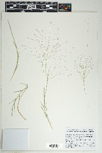 Muhlenbergia asperifolia image