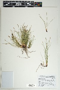 Eleocharis parishii image