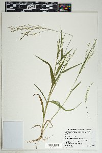 Urochloa arizonica image