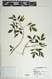 Fraxinus velutina image