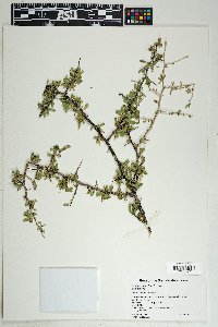 Lycium exsertum image