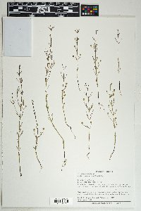 Agalinis skinneriana image