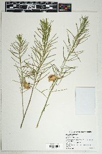 Asclepias linaria image