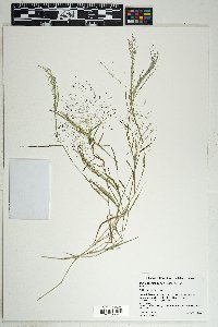 Muhlenbergia porteri image