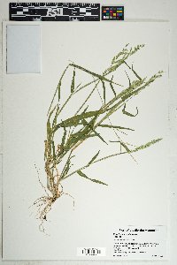 Eriochloa aristata image