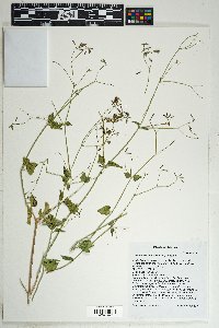 Commicarpus scandens image