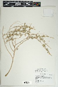 Ambrosia dumosa image