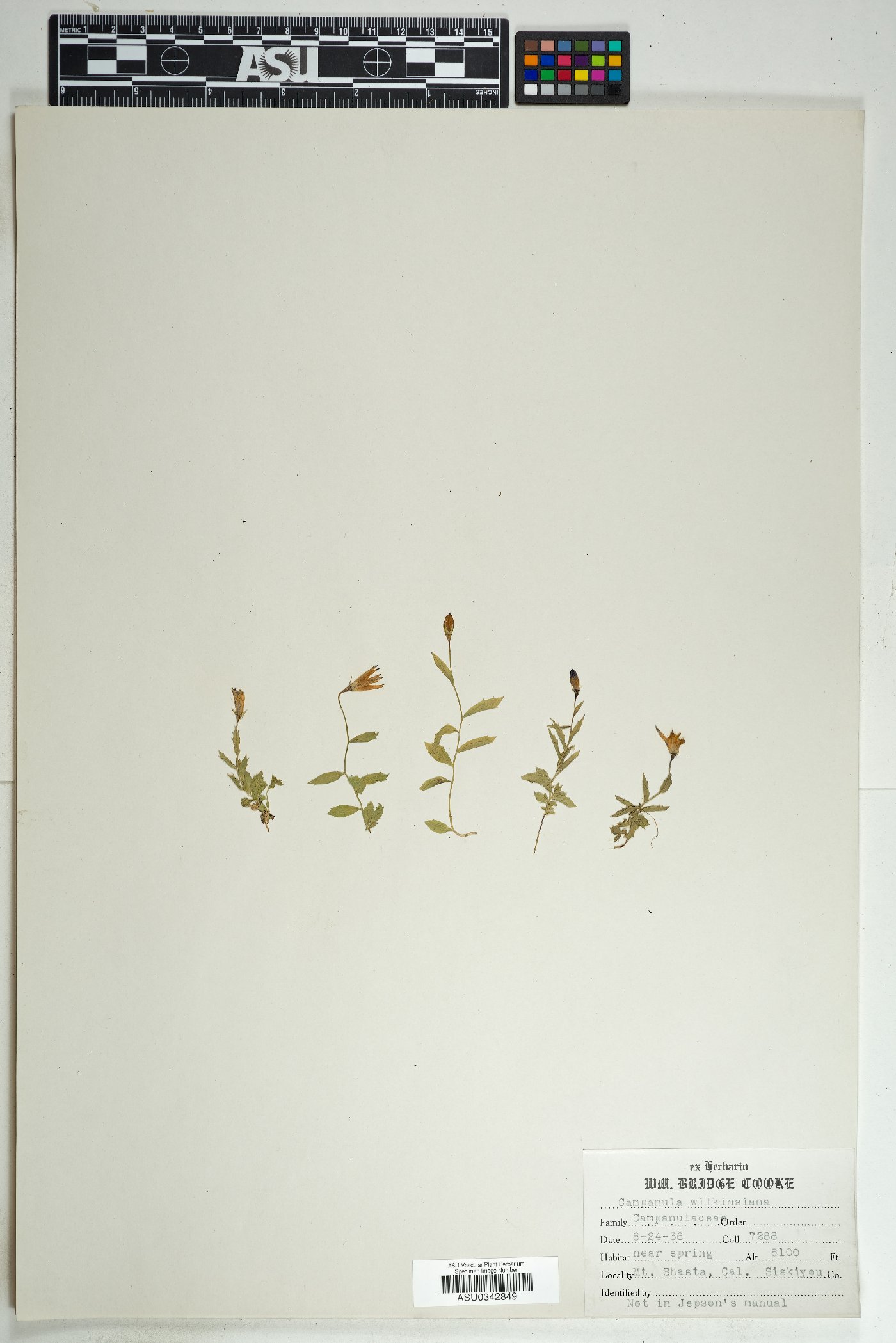 Campanula wilkinsiana image