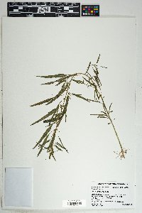 Amaranthus torreyi image