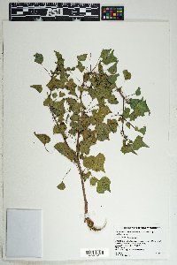 Jatropha cardiophylla image