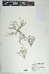 Eriophyllum lanosum image