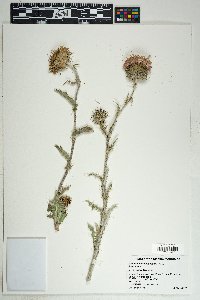 Cirsium neomexicanum image