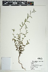 Ayenia filiformis image