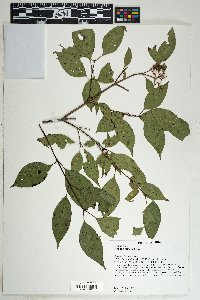 Cornus stricta image