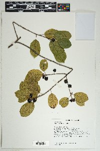 Frangula alnus image