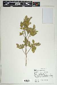 Helietta parvifolia image