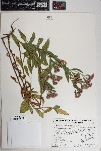 Pluchea odorata image