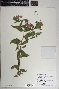 Pluchea odorata image