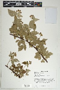 Rubus occidentalis image