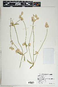 Gomphrena sonorae image