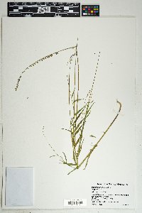 Monnina wrightii image