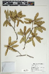 Quercus oblongifolia image