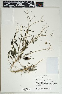 Palafoxia texana image