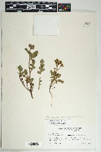 Phacelia crenulata image