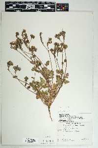 Phacelia crenulata image