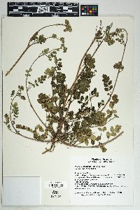 Phacelia crenulata image