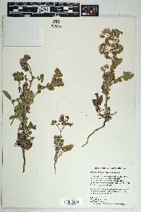 Phacelia crenulata image