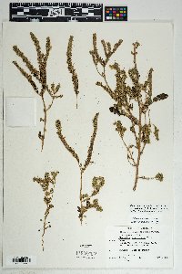 Phacelia crenulata var. ambigua image