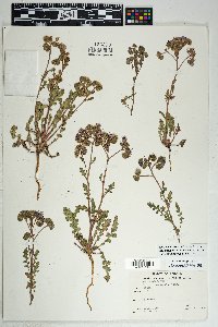 Phacelia crenulata image