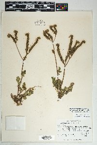 Phacelia crenulata image