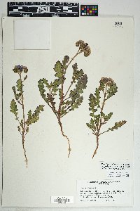 Phacelia crenulata image