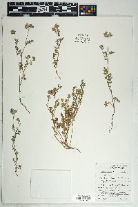 Phacelia distans image