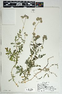 Phacelia distans image