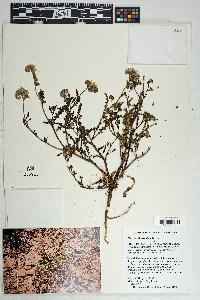 Phacelia crenulata image