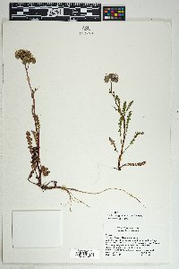 Phacelia crenulata var. angustifolia image